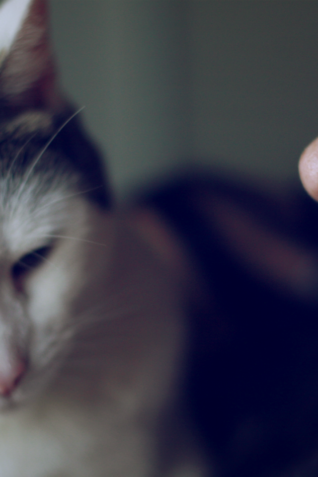 Девушка смотрит на своего кота с любовью