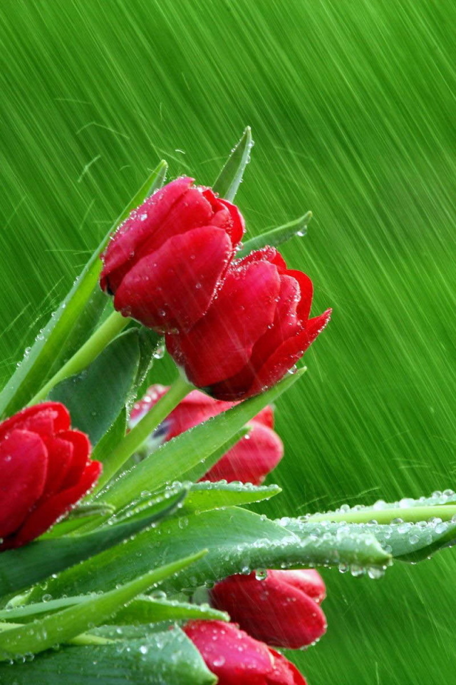 Букет красных тюльпанов под дождем на 8 марта