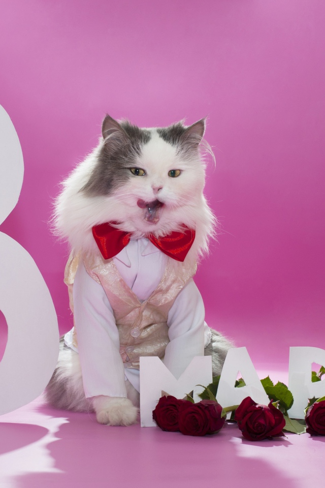 Милый кот поздравляет с 8 марта