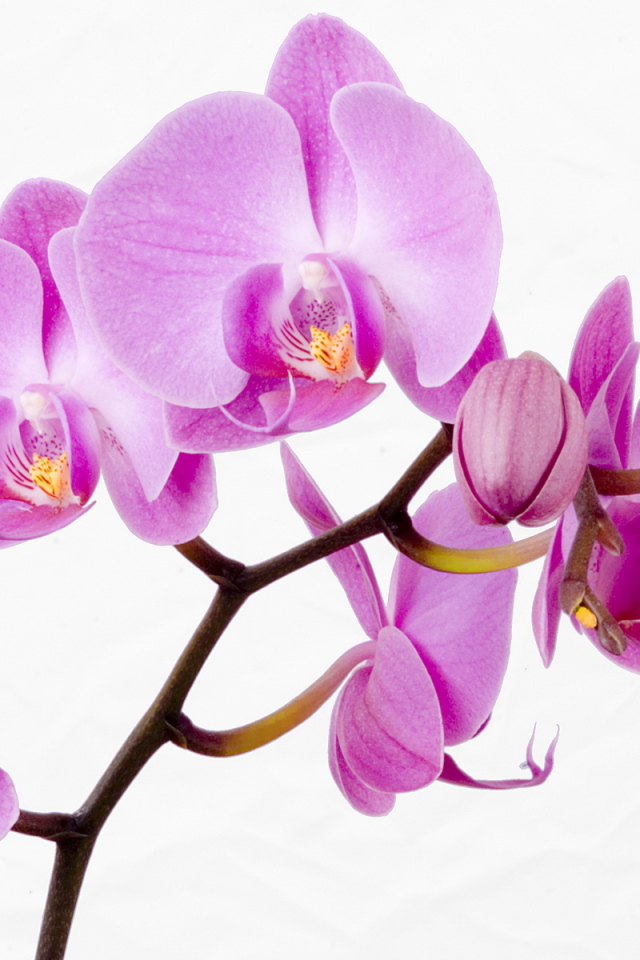 Веточка с красивыми цветами для девушки на 8 марта