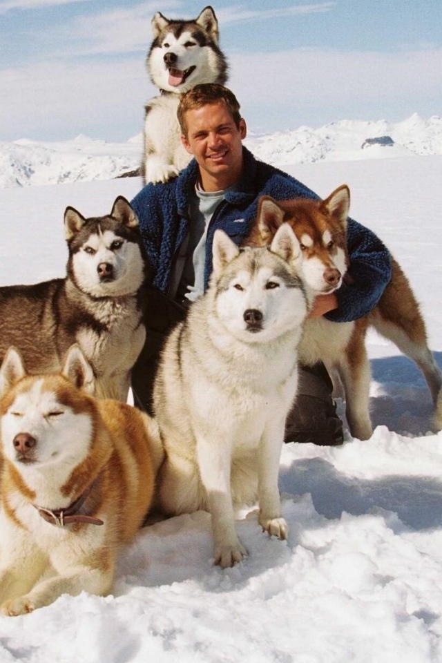 Собаки из фильма Белый плен