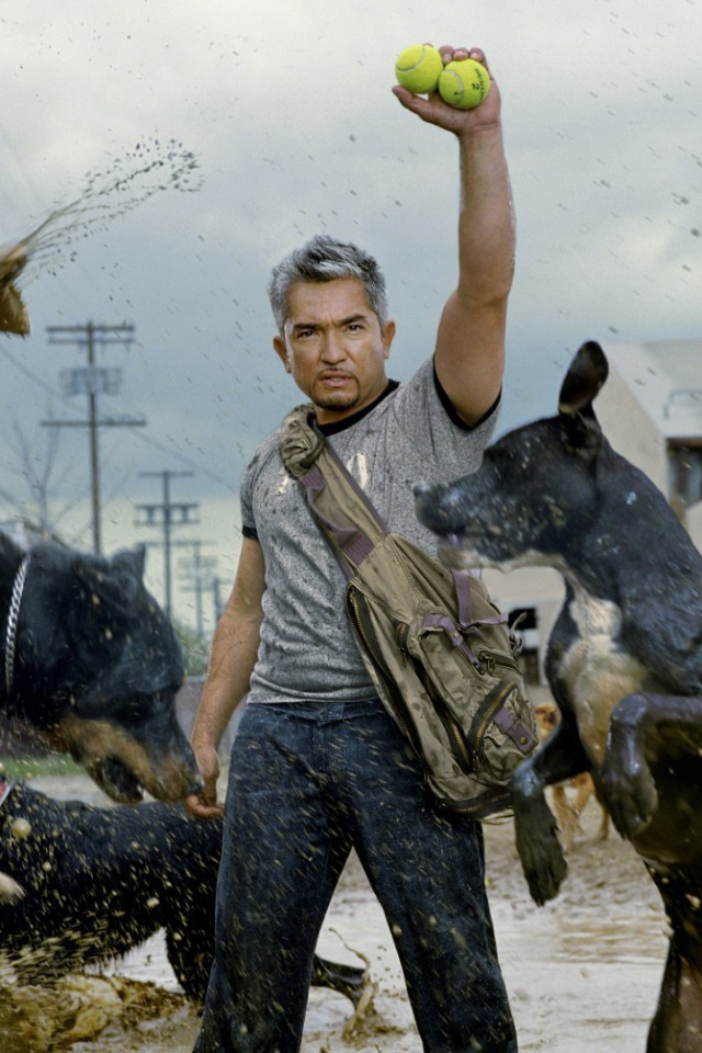 Фильм Переводчик с собачьего