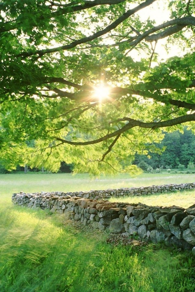 Забор из диких камней по краю участка