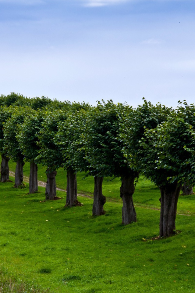 Ряд подстриженных деревьев вдоль тропинки
