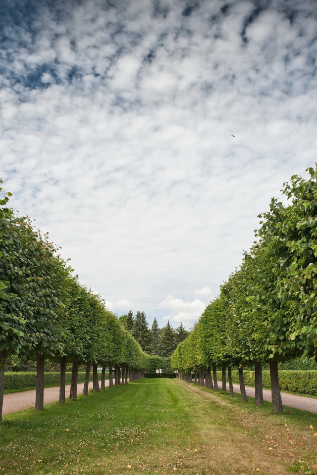 Аккуратная аллея лиственных деревьев