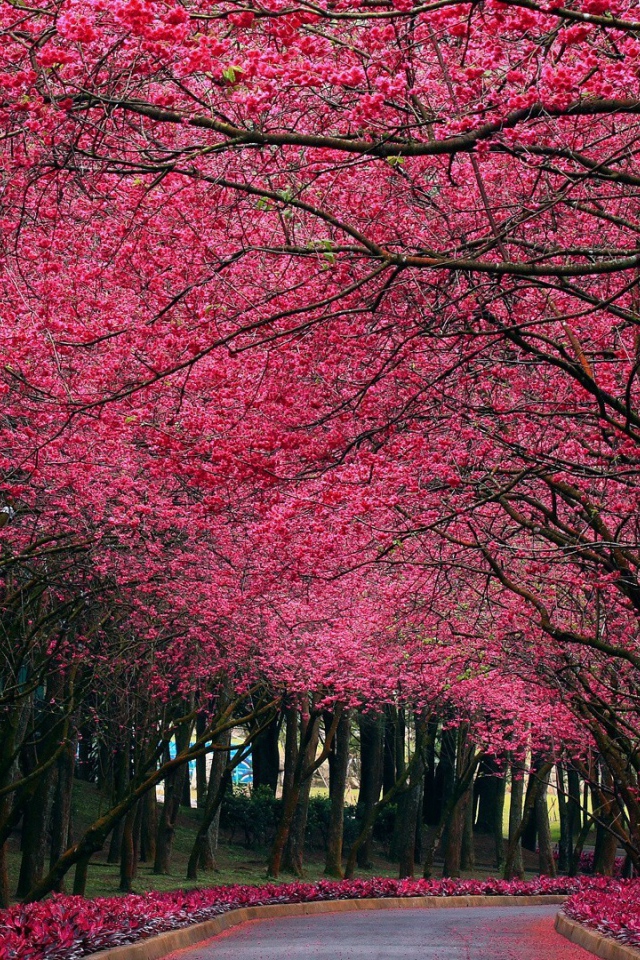Аллея под розовыми цветами