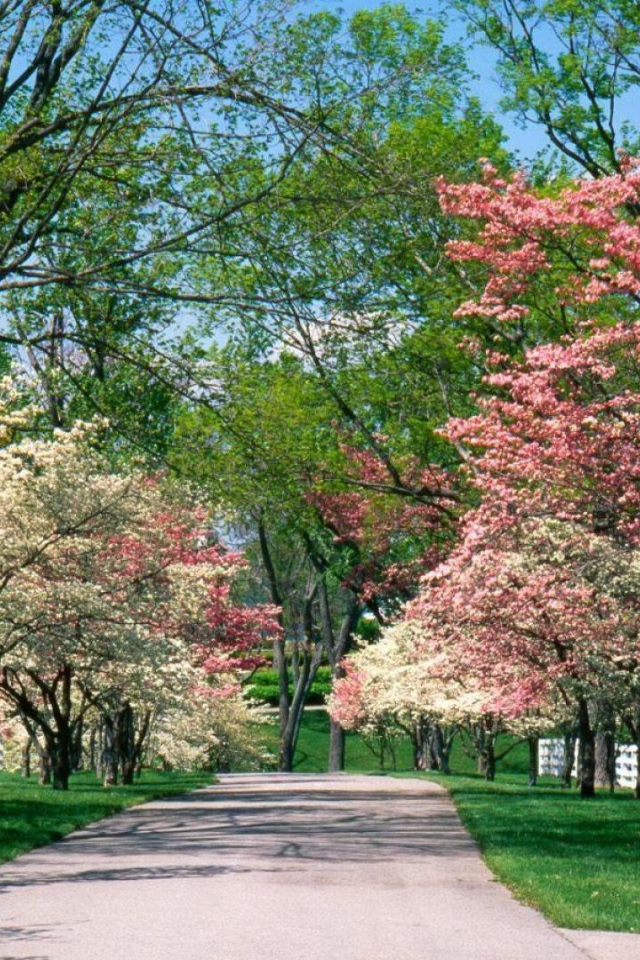 Аллея для прогулок в цветущем парке