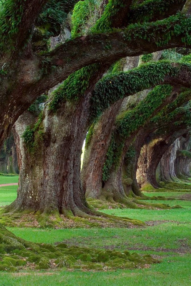 Аллея старых могучих деревьев в парке
