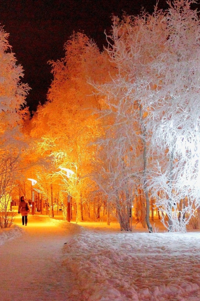 Подсветка покрытых инеем деревьев