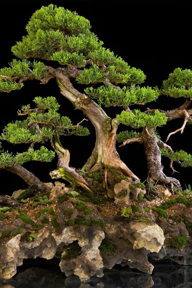 Красивый бонсай на черном фоне