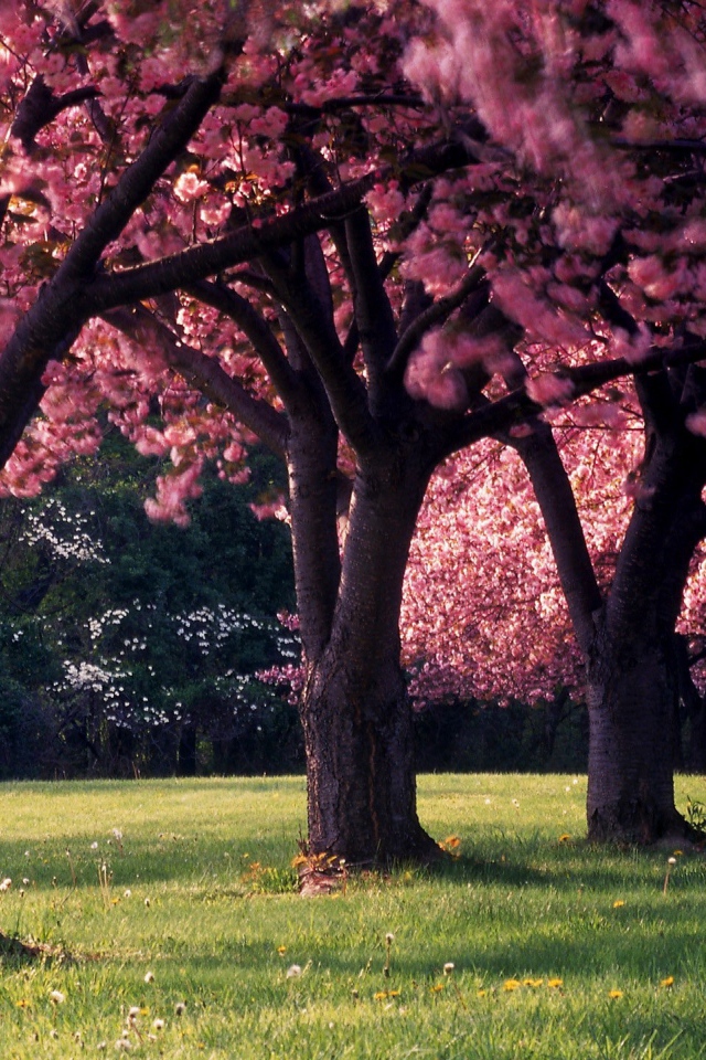 Красивое фото цветущих деревьев весной