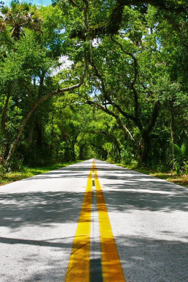 Красивая дорога в тропиках