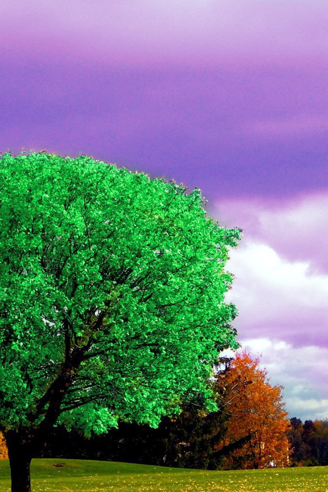 Ярко зеленое дерево на фоне осени