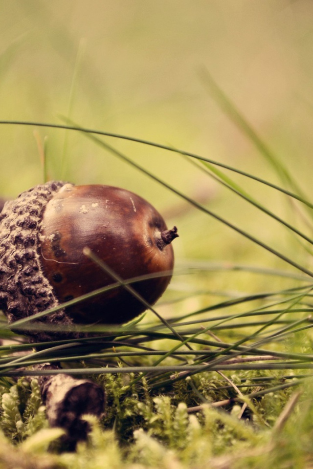 Коричневый желудь на траве