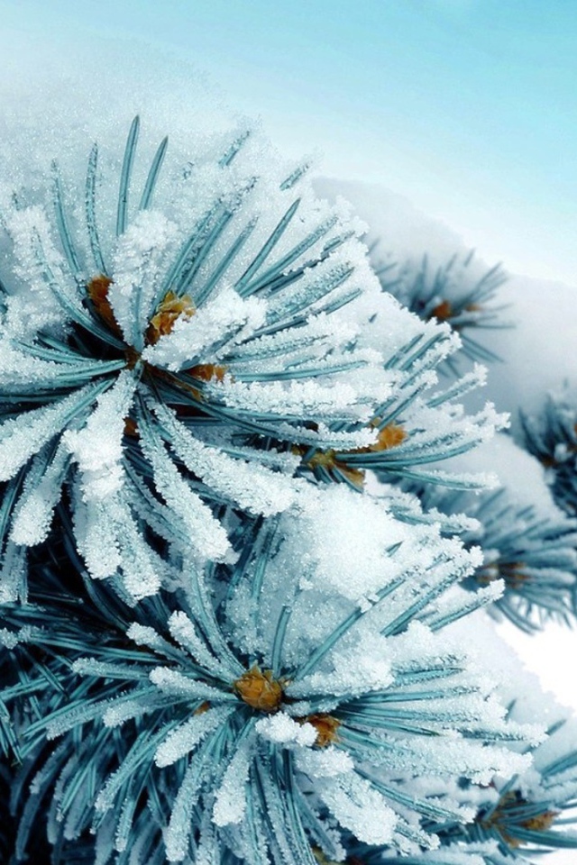 Елку припорошило снегом