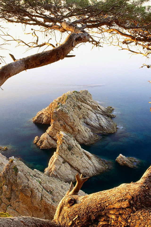 Искривленные ветрами деревья над морем