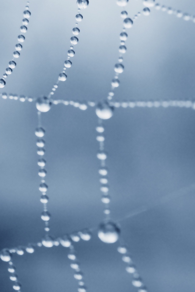 Роса покрыла паутину