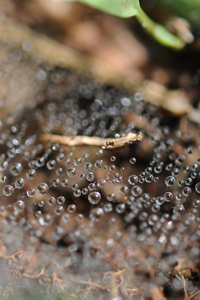 Капли росы на паутине