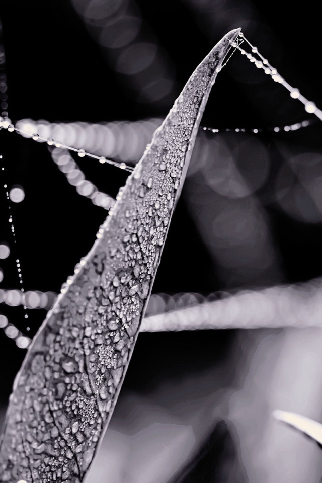 Роса на нитях паутины между травой