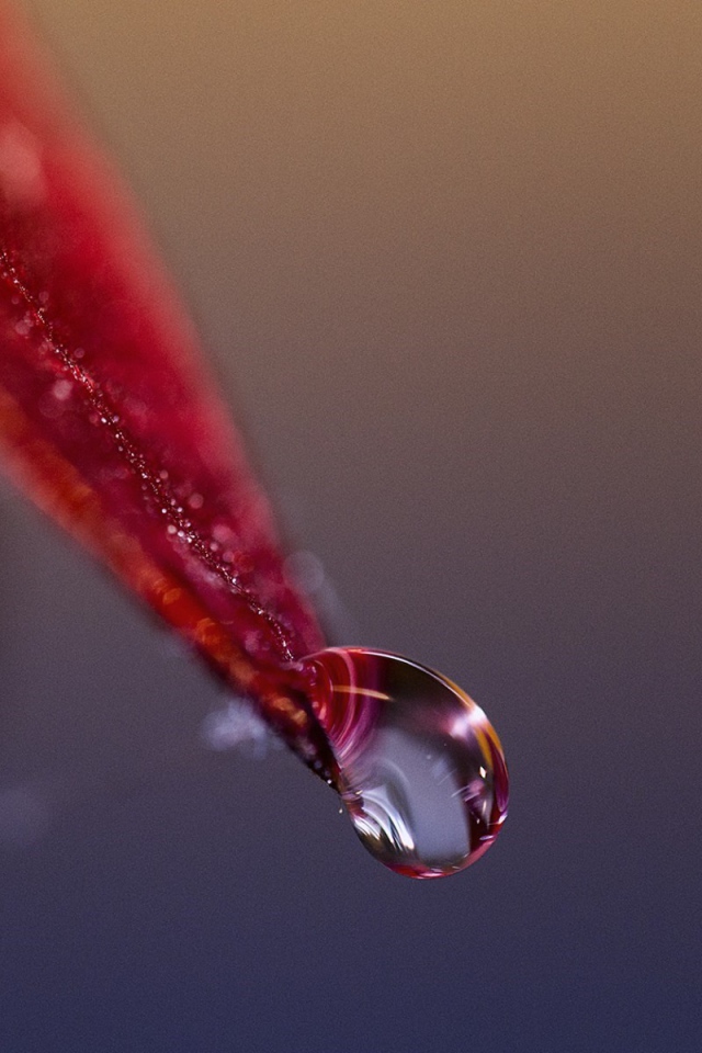 Капля стекает с красного лепестка