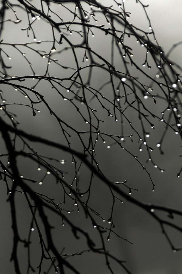 Капли воды на голых ветках дерева