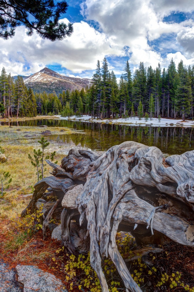 Сухие остатки деревьев