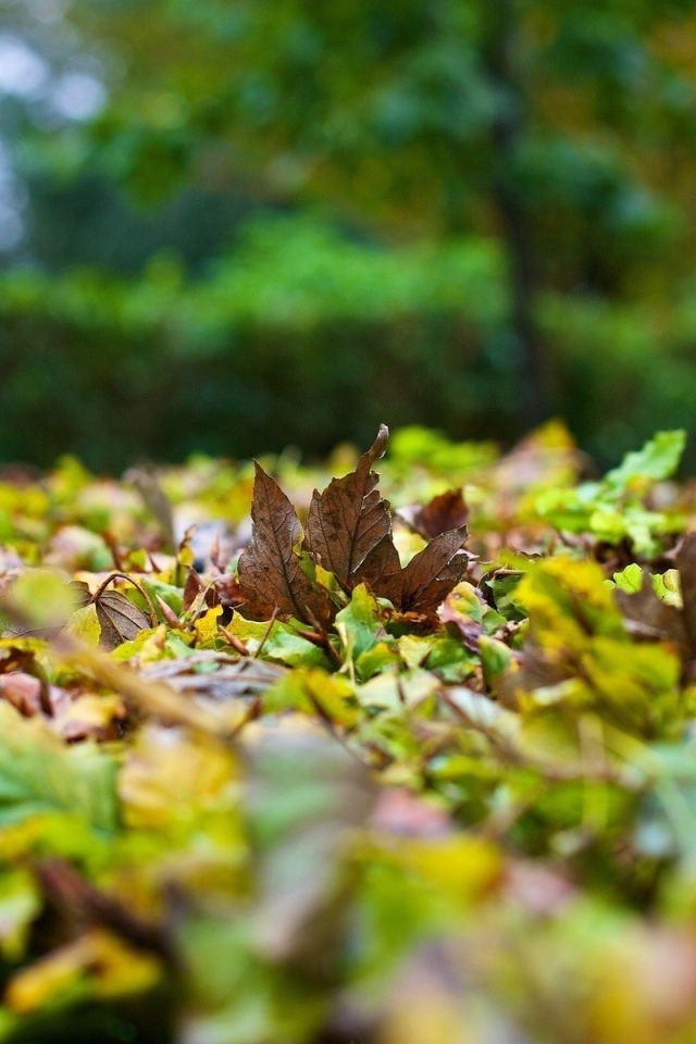 Опавшие листья на траве вблизи