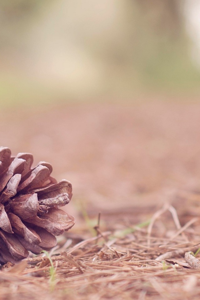 Еловая шишка на земле в лесу