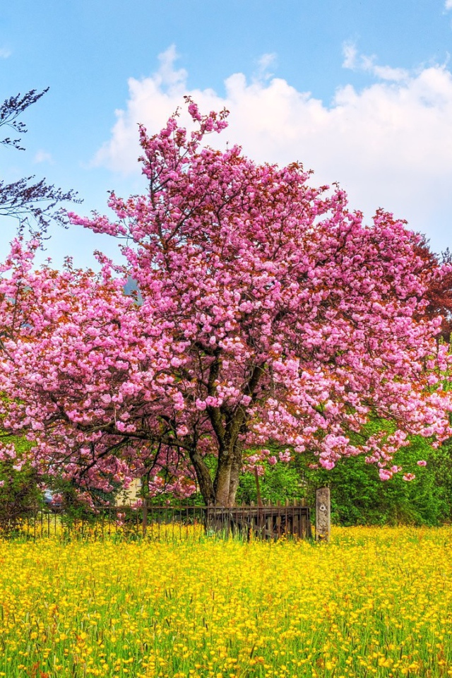 Плодовое дерево покрыто цветами