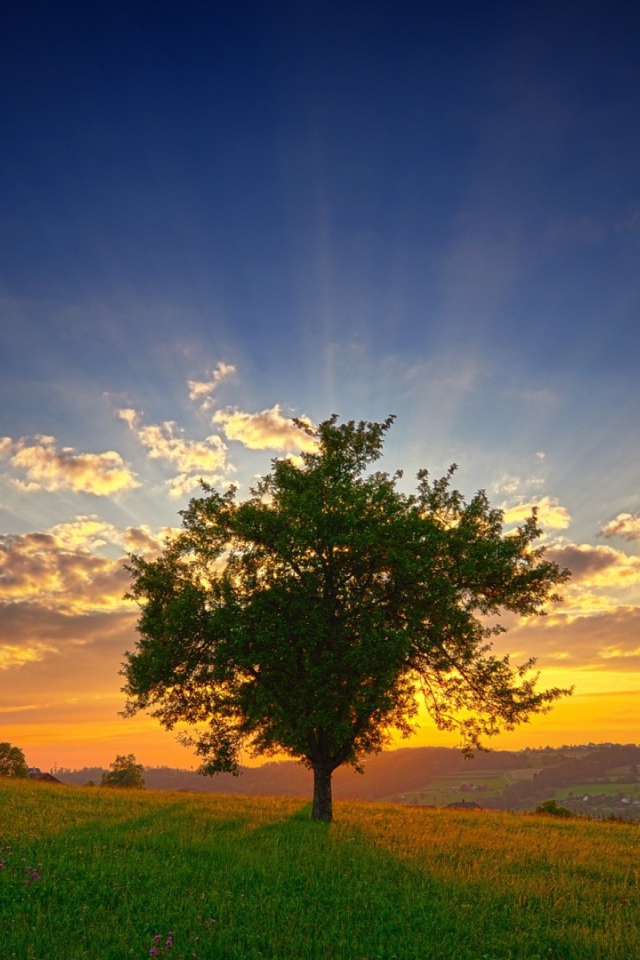 Зеленое дерево на фоне заката
