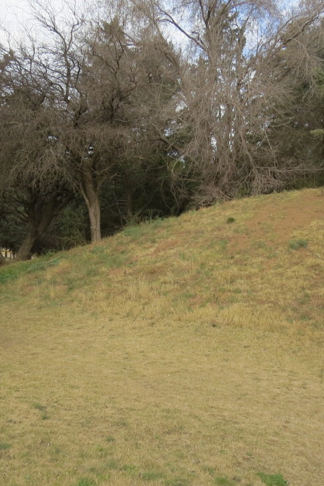 Холм с деревьями в парке