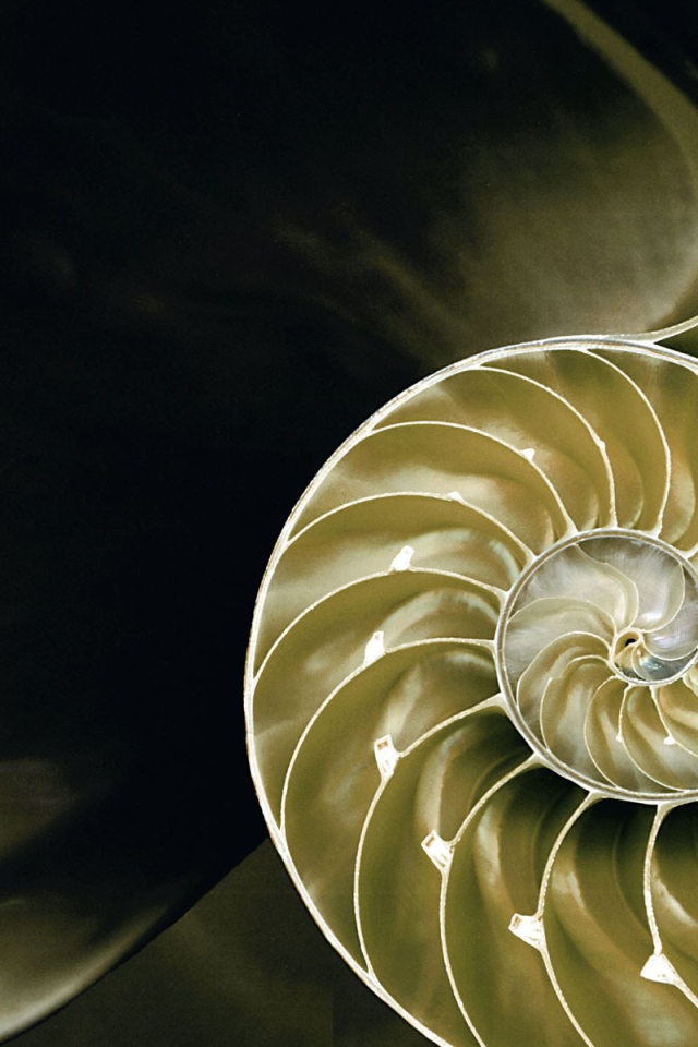 Большая ракушка в разрезе