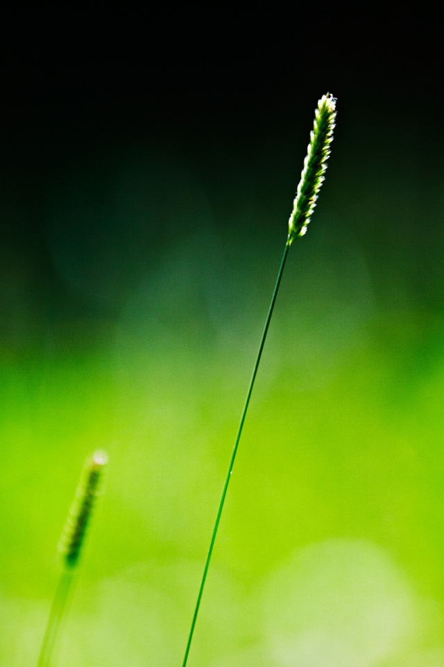 Одинокий зеленый колосок