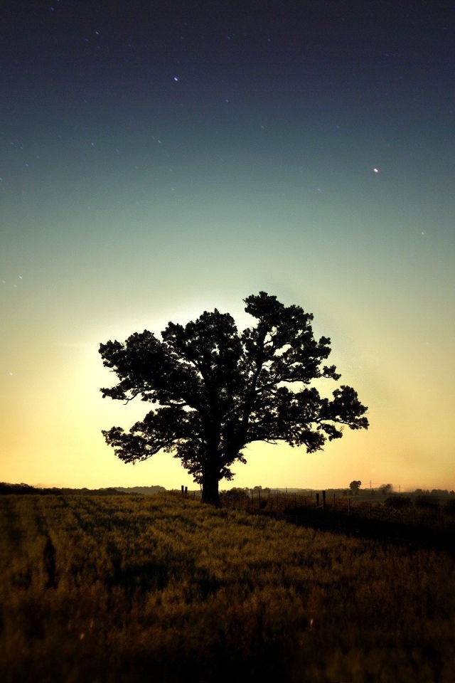 Одинокое дерево в поле