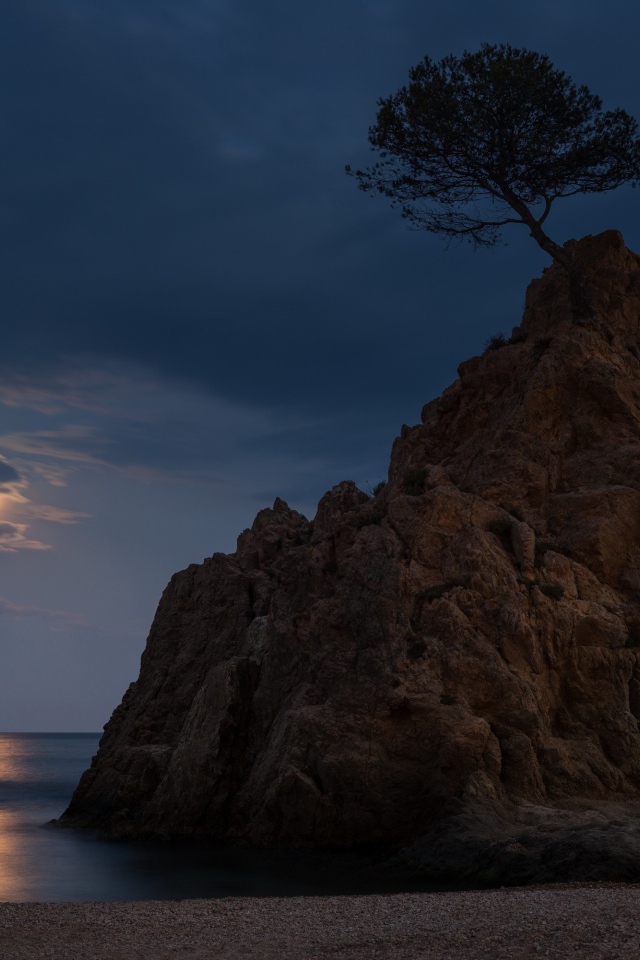 Одинокое дерево на голой скале