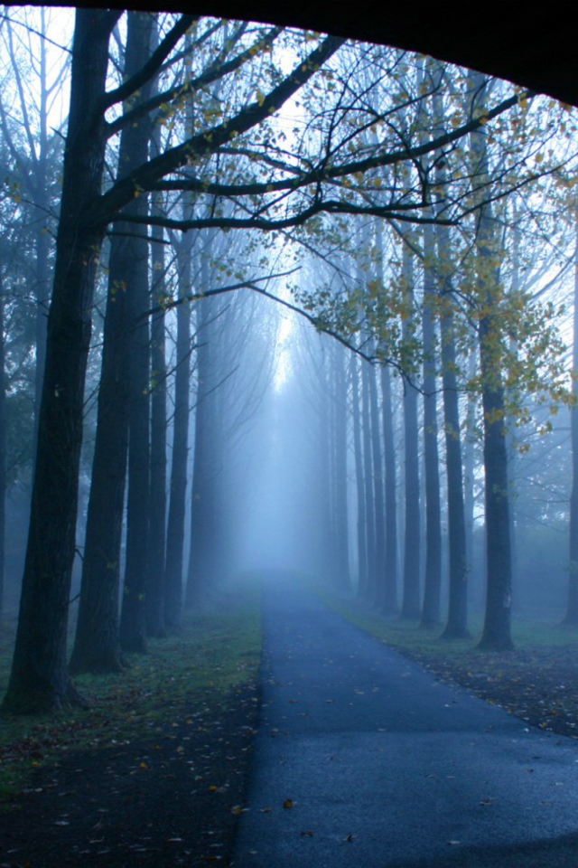 Туманная аллея у моста