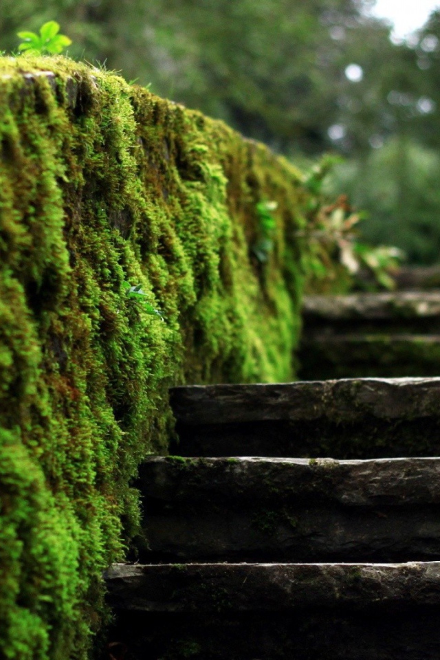 Мох на краю каменной лестницы