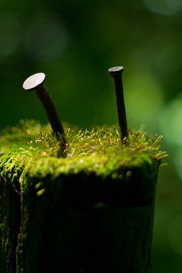 Гвозди среди мха на пеньке