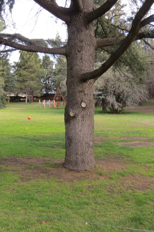 Старое дерево в саду