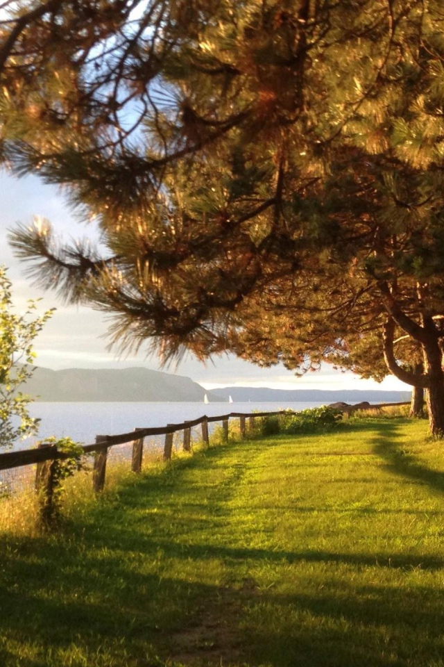 Парк с хвойными деревьями