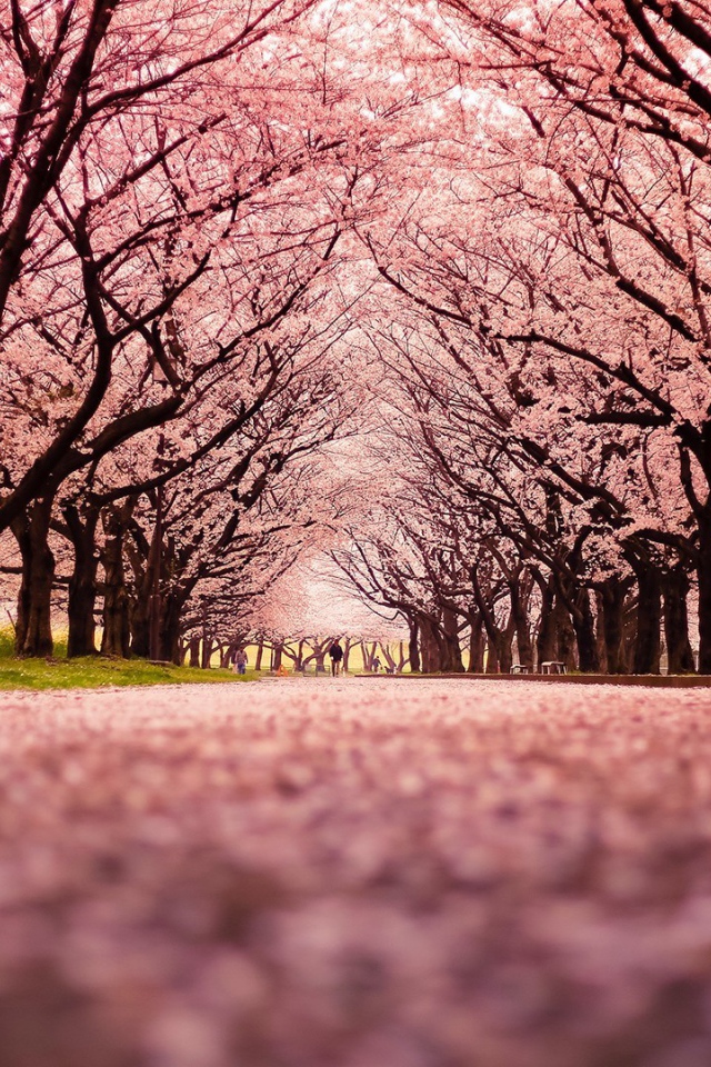 Розовая аллея цветущей сакуры