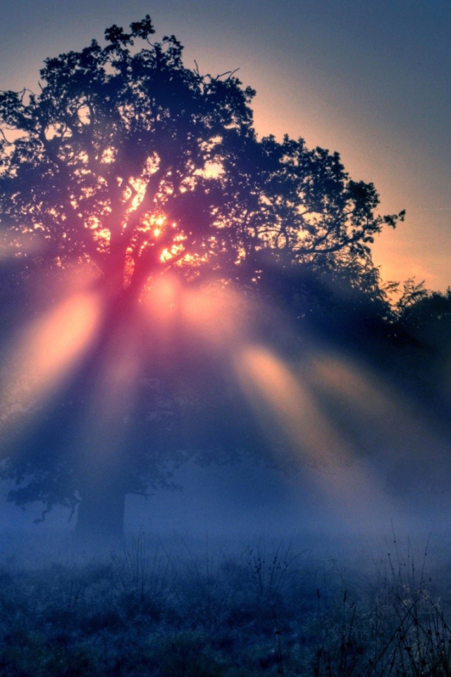 Красные лучи солнца в тумане