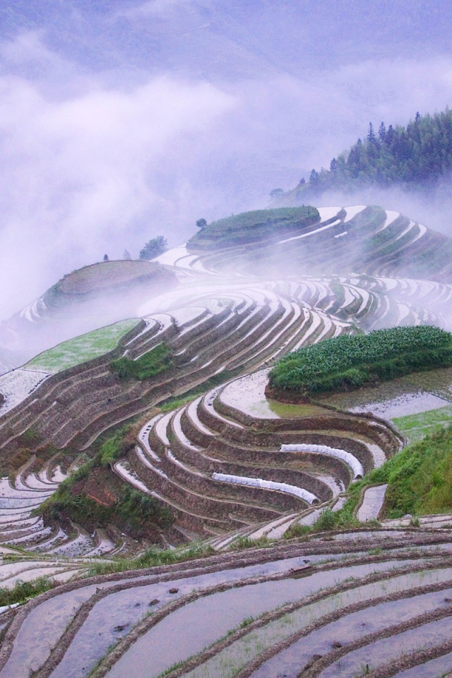 Рисовые поля террасы