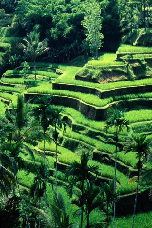 Рисовые поля на террасах