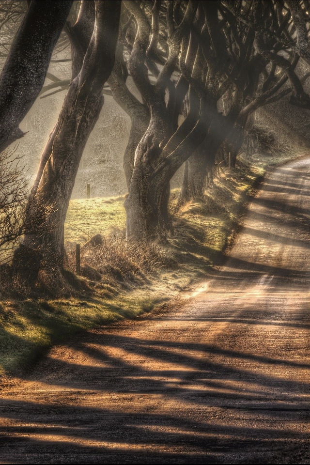 Дорога в окружении старых деревьев