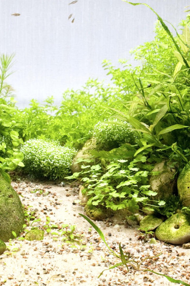 Гладкие камни среди водорослей