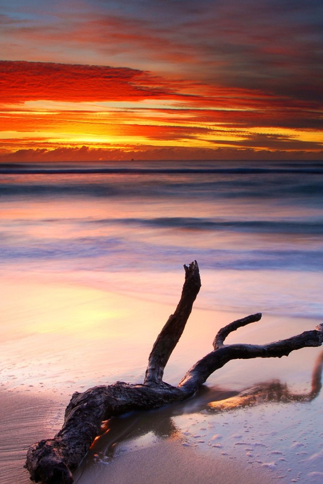Коряга на белом песке пляжа на закате