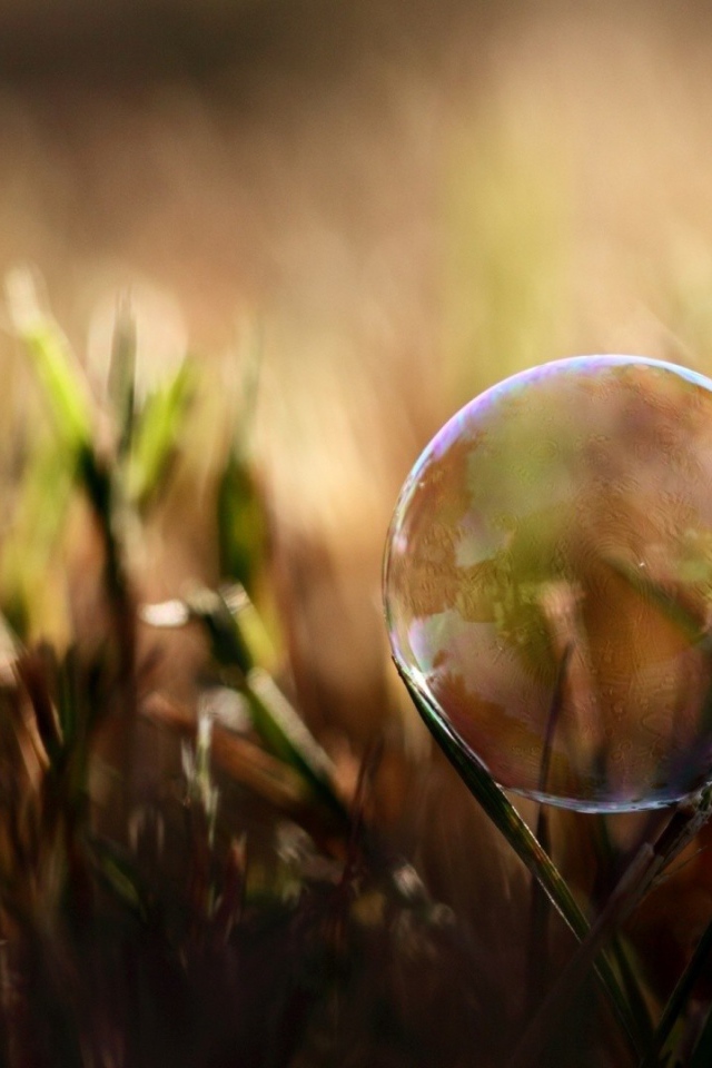 Мыльный пузырь на травинке