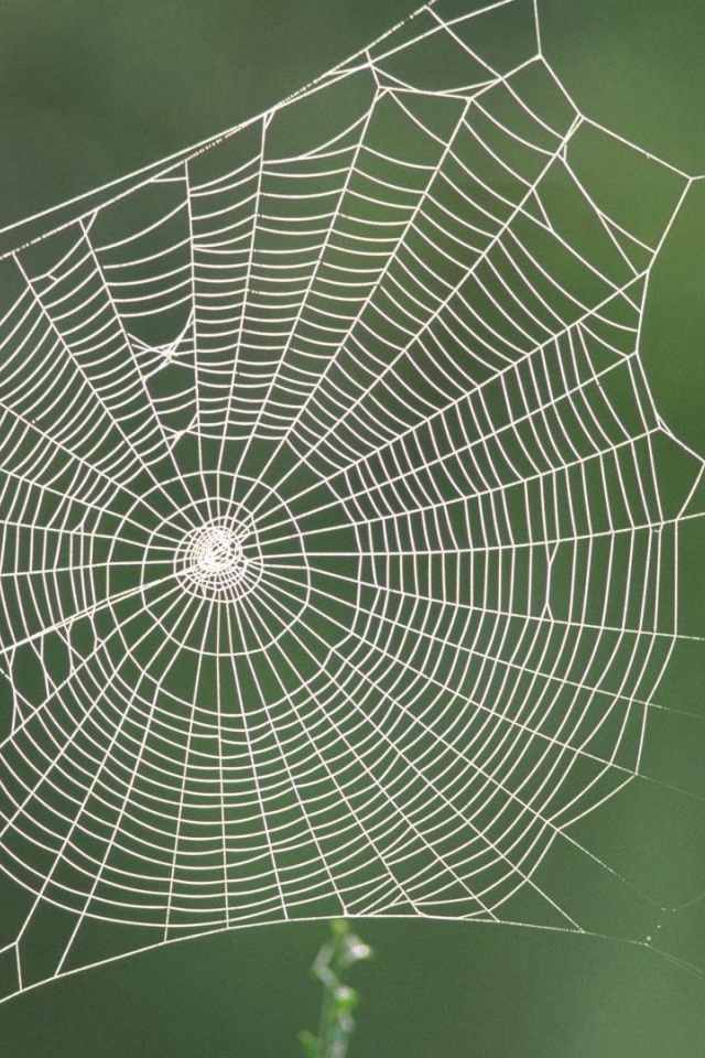 Паутина между двух зеленых стеблей