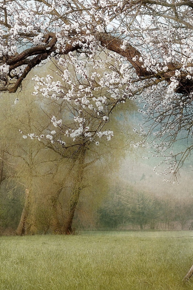 Палки у ствола цветущего дерева